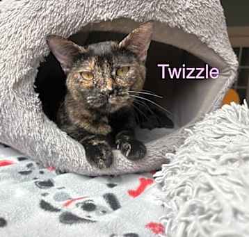 Photo of Twizzle