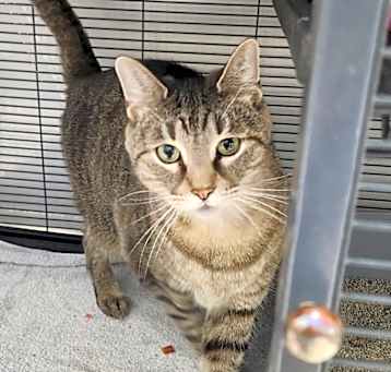 Photo of Misty