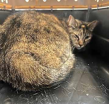 Photo of 2025-04-056 *Meow Meow*