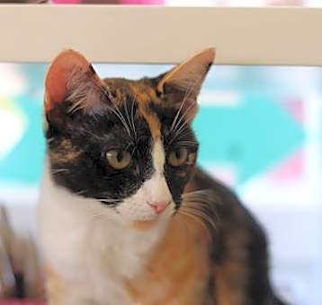 Photo of New Girl (bonded w/ Gogo)
