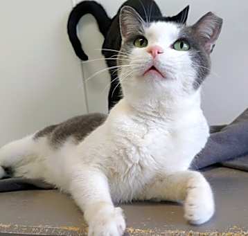 Photo of Scout