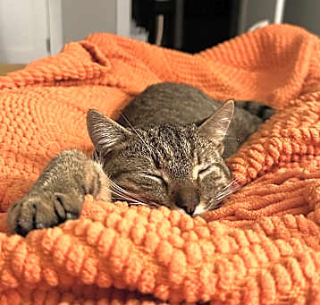 Photo of Franky