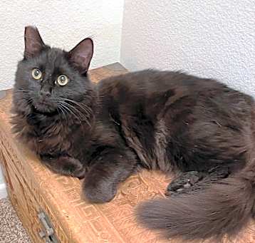 Photo of Fozzy Bear