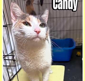 Photo of Candy, Levittown PS, (FCID# 03/28/2025-106) C