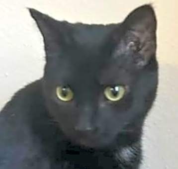 Photo of Minerva