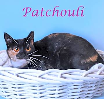 Photo of Patchouli C25-079