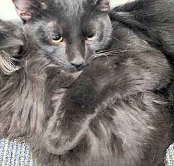 Photo of McFluffenstein and McDoodle bonded pair