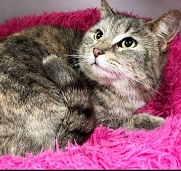 Photo of Cocoa paws and Fluffy paws bonded pair