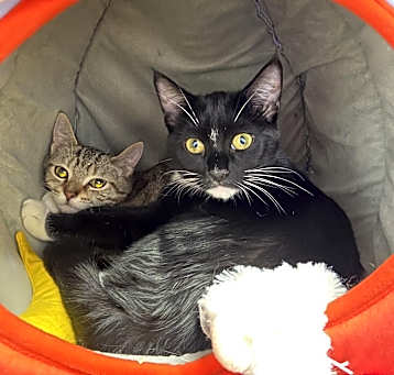 Photo of Flower & Holly