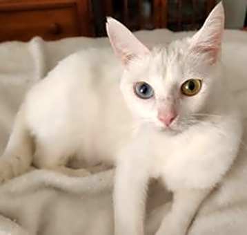 Photo of Little Bit ADULT FEMALE Heterochromia