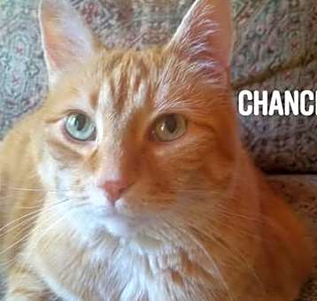 Photo of Chance