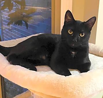 Photo of Jada   (Rare Russian Blue)