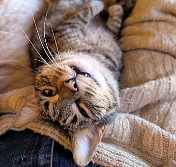 Photo of Kit Kat