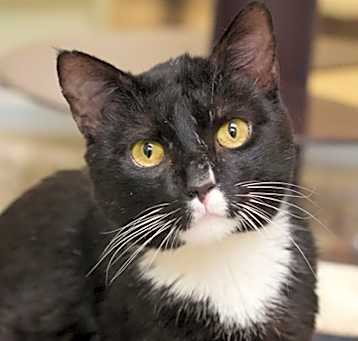 Photo of Oscar Wigington 56864