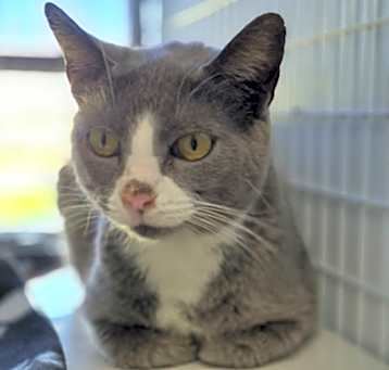 Photo of Power Puff(At Petsmart-280)