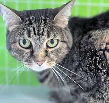 Photo of Candy (Available at Alabaster PetSmart)