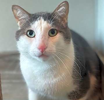 Photo of Slasher