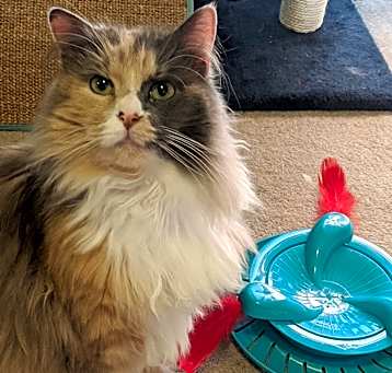Photo of Marmalade