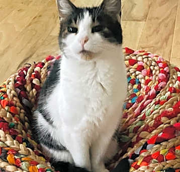 Photo of Muffin
