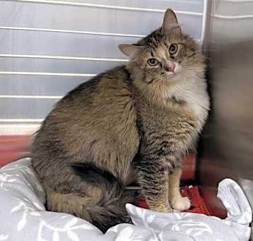 Photo of MEOW MEOW (RESCUE ONLY)