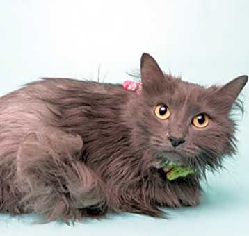 Photo of Luna