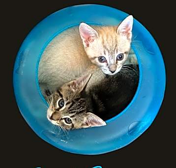 Photo of Salt & Pepper