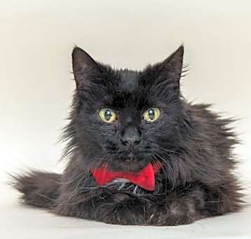 Photo of Finn