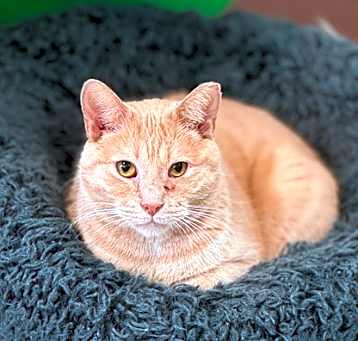 Photo of Rufus