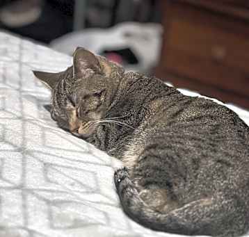 Photo of Pumpkin