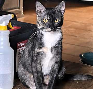 Photo of Chiisai