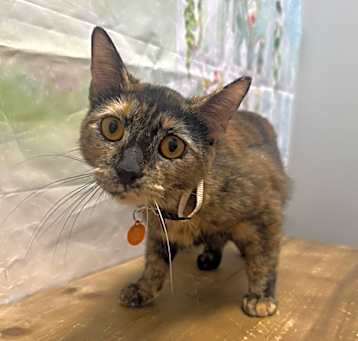 Photo of Cali
