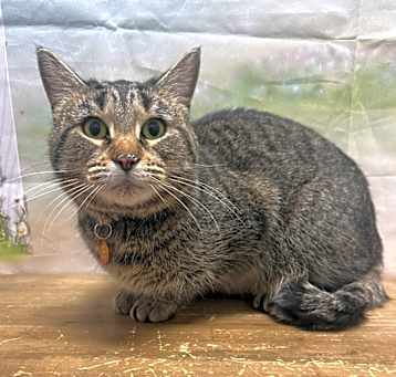 Photo of Goose