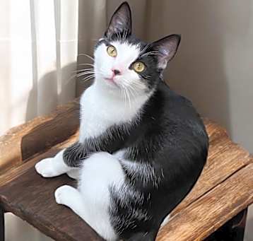 Photo of Dumpling