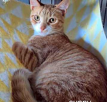 Photo of Sunny