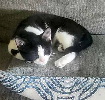 Photo of Kiwi