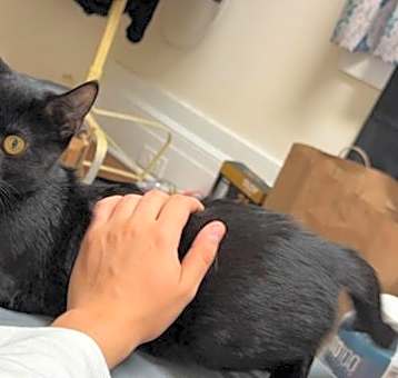 Photo of CHAR (bonded pair with my sister ASH)