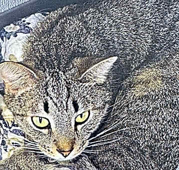 Photo of Skywalker