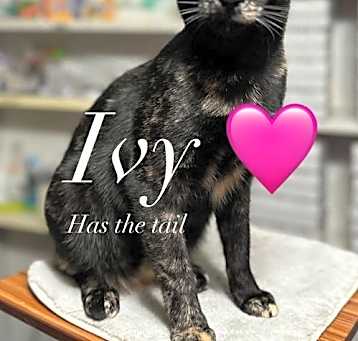 Photo of Ivy