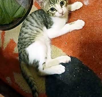 Photo of Kiko