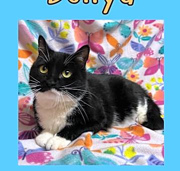 Photo of Donya