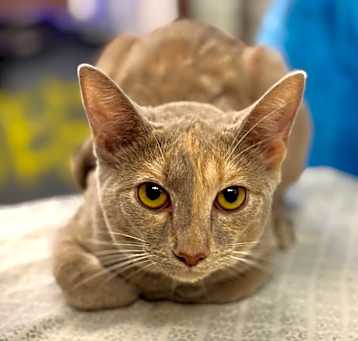 Photo of Tootsies 