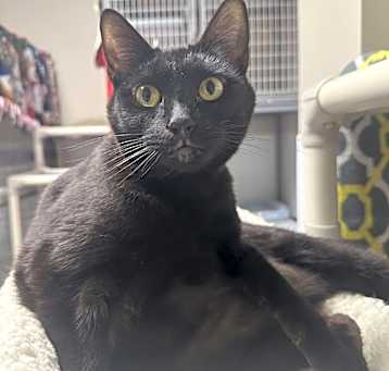 Photo of Walnut