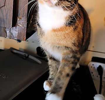 Photo of Calicos - Suzannah