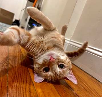 Photo of Mango