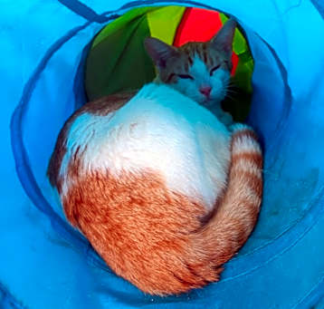 Photo of Pharaoh