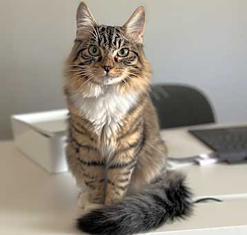 Photo of Aquiles - Adoption Pending
