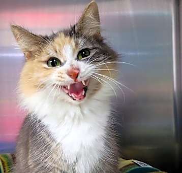 Photo of Teetee