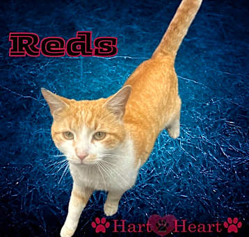 Photo of Reds