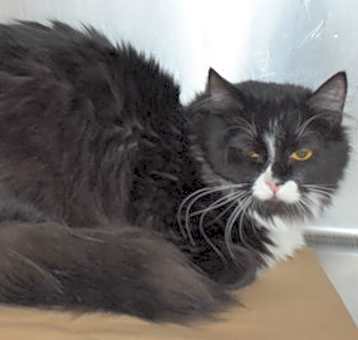 Photo of 88496 Smokey