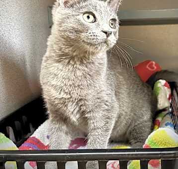 Photo of Blue